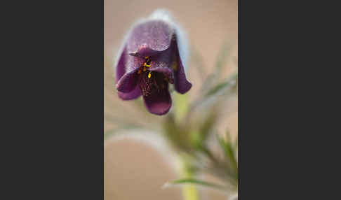 Wiesen-Kuhschelle (Pulsatilla pratensis)