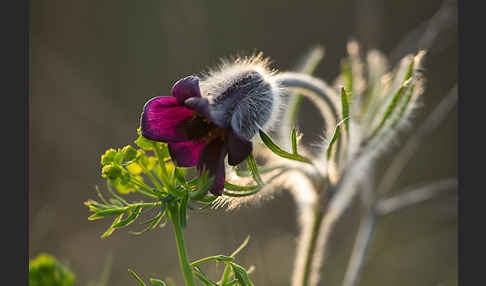 Wiesen-Kuhschelle (Pulsatilla pratensis)