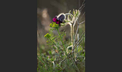 Wiesen-Kuhschelle (Pulsatilla pratensis)