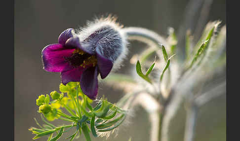 Wiesen-Kuhschelle (Pulsatilla pratensis)