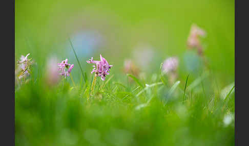 Gefingerter Lerchensporn (Corydalis solida)