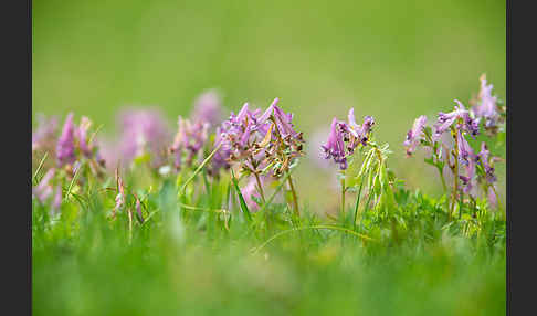 Gefingerter Lerchensporn (Corydalis solida)