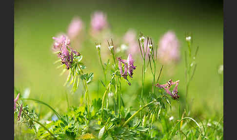 Gefingerter Lerchensporn (Corydalis solida)