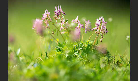 Gefingerter Lerchensporn (Corydalis solida)