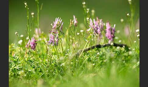 Gefingerter Lerchensporn (Corydalis solida)