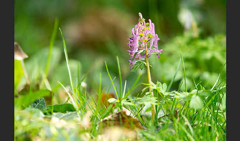 Gefingerter Lerchensporn (Corydalis solida)