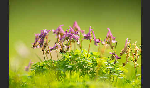 Gefingerter Lerchensporn (Corydalis solida)