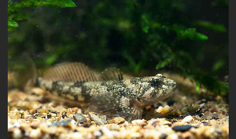 Westgroppe (Cottus gobio)