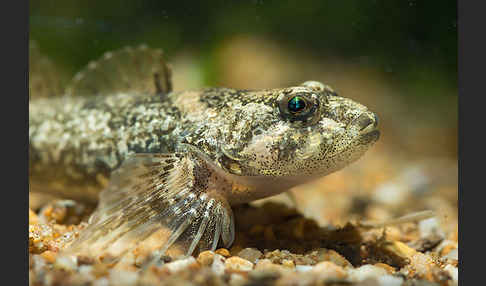 Westgroppe (Cottus gobio)