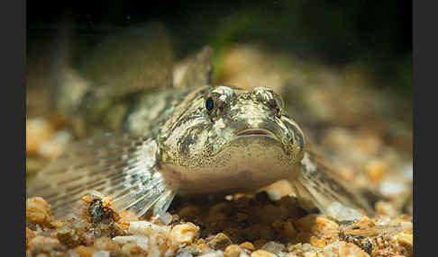 Westgroppe (Cottus gobio)