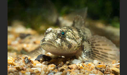 Westgroppe (Cottus gobio)