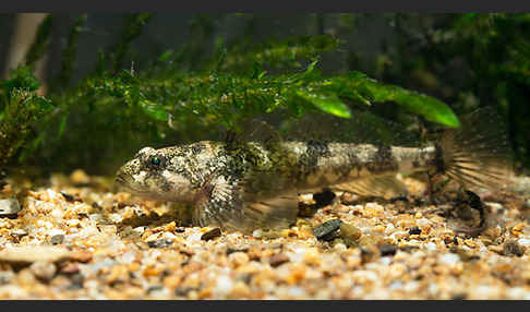 Westgroppe (Cottus gobio)