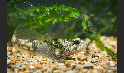 Westgroppe (Cottus gobio)