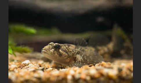 Westgroppe (Cottus gobio)