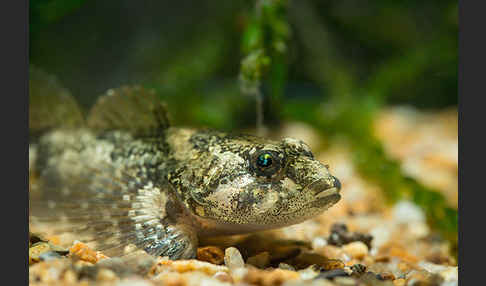 Westgroppe (Cottus gobio)