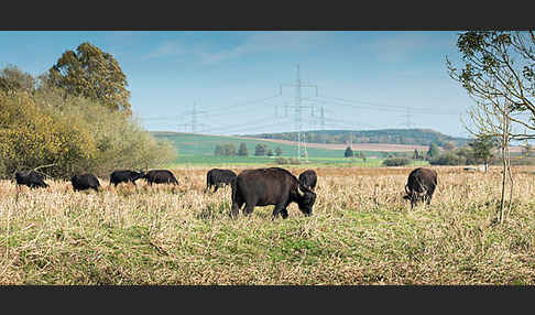 Wasserbüffel (Bubalus arnee)