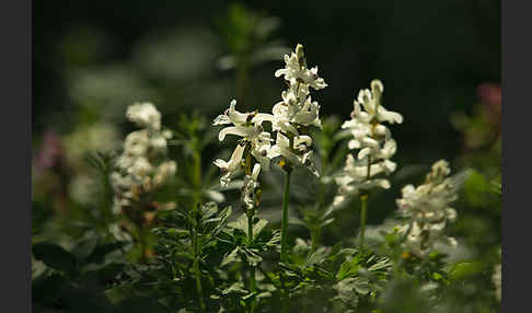 Hohler Lerchensporn (Corydalis cava)