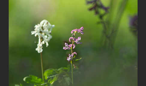 Hohler Lerchensporn (Corydalis cava)