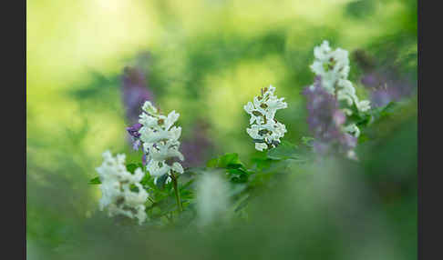 Hohler Lerchensporn (Corydalis cava)