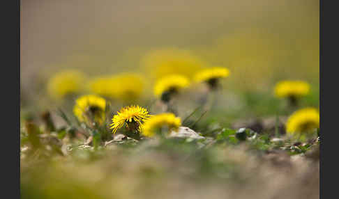 Gemeiner Löwenzahn (Taraxacum officinale agg.)