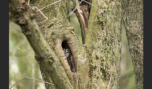 Waldkauz (Strix aluco)