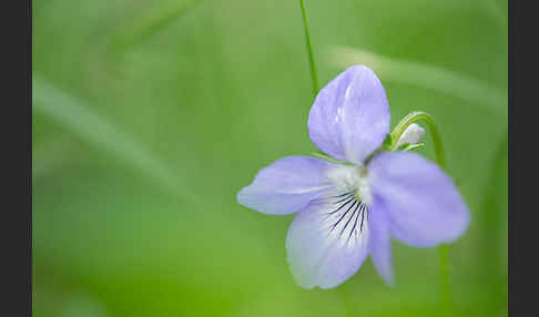 Wald-Veilchen (Viola reichenbachiana)