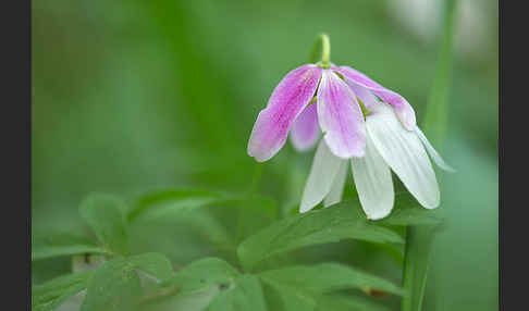 Busch-Windröschen (Anemone nemorosa)