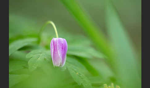 Busch-Windröschen (Anemone nemorosa)