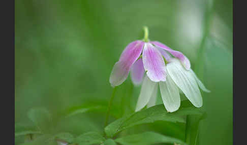 Busch-Windröschen (Anemone nemorosa)