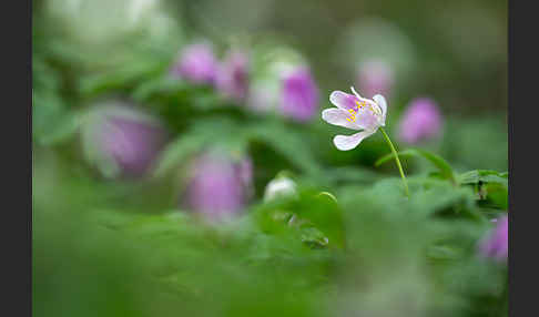 Busch-Windröschen (Anemone nemorosa)