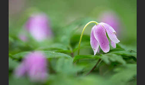 Busch-Windröschen (Anemone nemorosa)