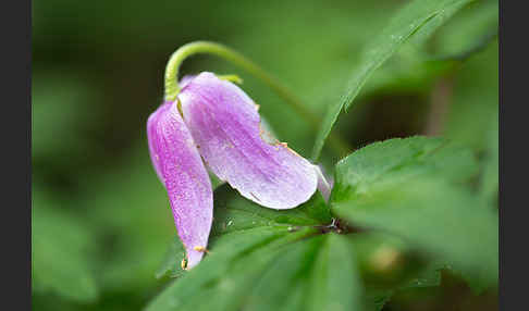 Busch-Windröschen (Anemone nemorosa)