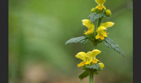 Echte Goldnessel (Lamium galeobdolon)