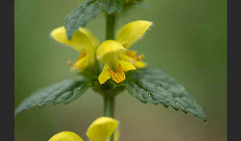 Echte Goldnessel (Lamium galeobdolon)