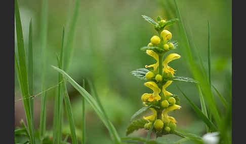 Echte Goldnessel (Lamium galeobdolon)