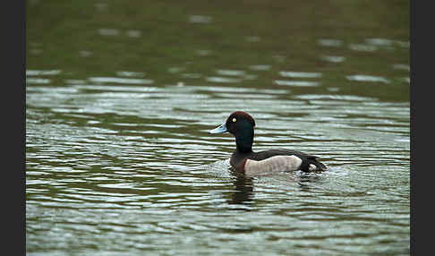 Reiherente (Aythya fuligula)