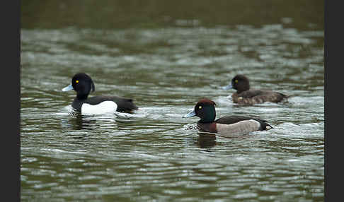 Reiherente (Aythya fuligula)