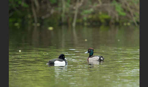 Reiherente (Aythya fuligula)