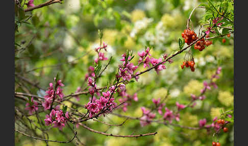 Pfirsich (Prunus persica)