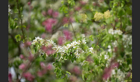 Wilder Birnbaum (Pyrus pyraster)