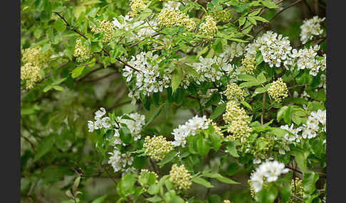 Wilder Birnbaum (Pyrus pyraster)