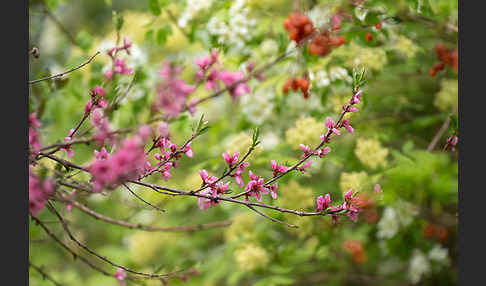 Pfirsich (Prunus persica)