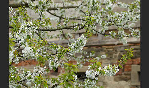 Süßkirsche (Prunus avium)