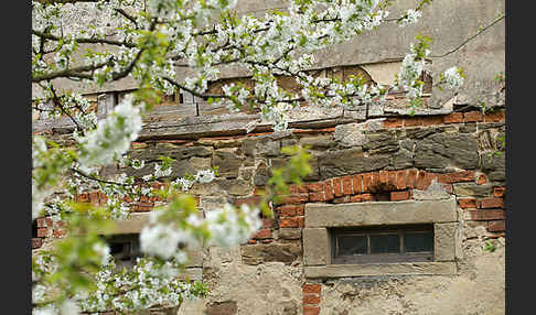 Süßkirsche (Prunus avium)