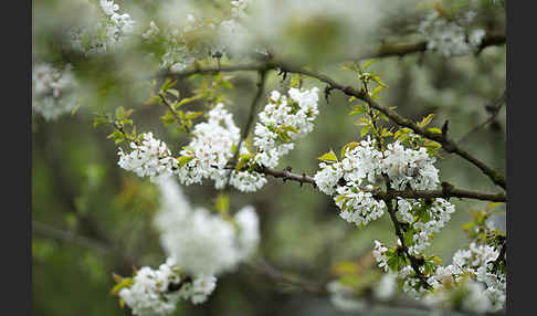 Süßkirsche (Prunus avium)