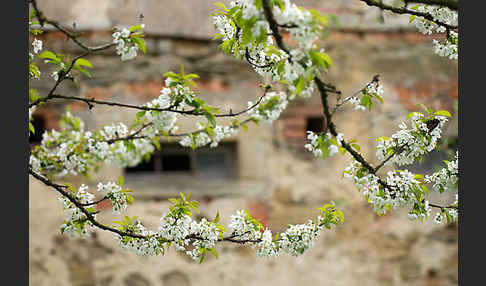 Süßkirsche (Prunus avium)