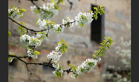 Süßkirsche (Prunus avium)