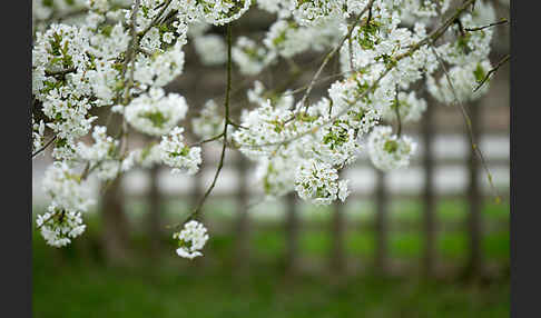 Süßkirsche (Prunus avium)