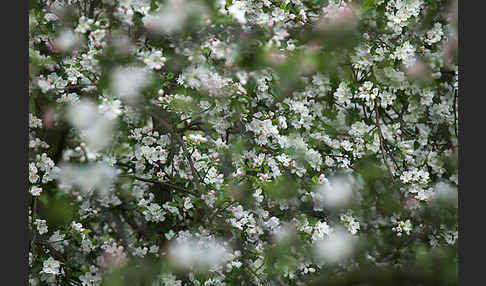 Kultur-Apfel (Malus domestica)