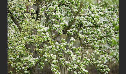 Wilder Birnbaum (Pyrus pyraster)